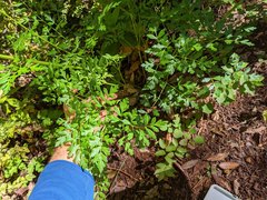 Ligusticum californicum