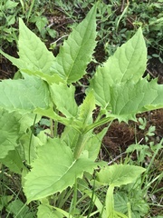 Chenopodiastrum hybridum