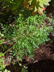Ligusticum californicum
