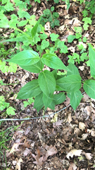 Vincetoxicum rossicum