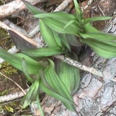 Epipactis atrorubens