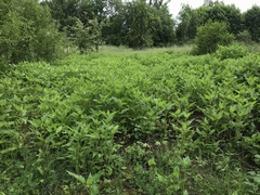 Chenopodiastrum hybridum