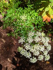 Ligusticum californicum
