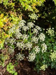 Ligusticum californicum