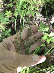 Carex atlantica atlantica