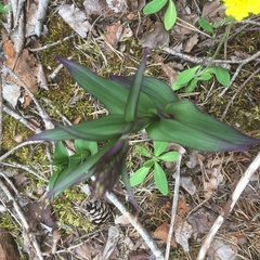 Epipactis atrorubens