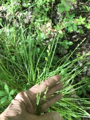 Carex atlantica atlantica