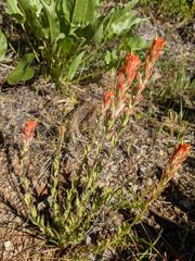 Castilleja brevilobata