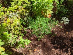 Ligusticum californicum