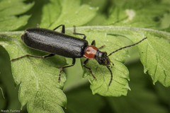 Dichelotarsus pattoni