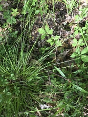 Carex atlantica atlantica