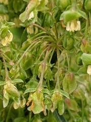 Rumex cristatus
