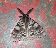 Lymantria incerta