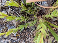 Castilleja brevilobata