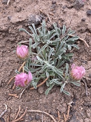 Townsendia florifera