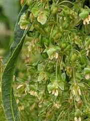 Rumex cristatus