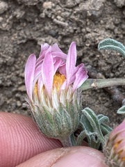 Townsendia florifera