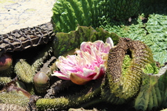 Victoria cruziana