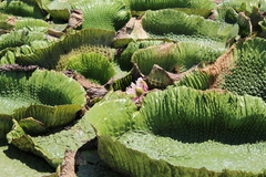 Victoria cruziana