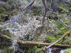 Usnea barbata