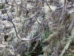 Usnea barbata