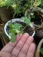 Fragosa