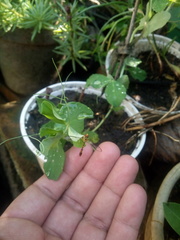 Fragosa