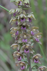 Epipactis helleborine tremolsii