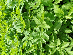 Chaerophyllum aromaticum