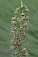 Epipactis helleborine tremolsii