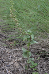 Epipactis helleborine tremolsii