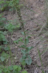 Epipactis helleborine tremolsii