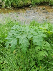 Heracleum sosnowskyi