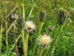 Picris rhagadioloides