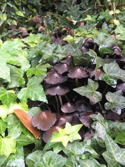 Coprinellus micaceus