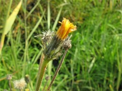 Picris rhagadioloides