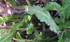 Picris rhagadioloides