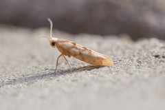 Argyresthia alternatella