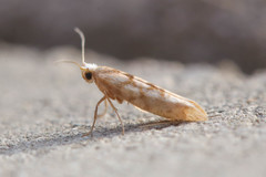 Argyresthia alternatella