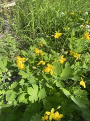 Chelidonium majus