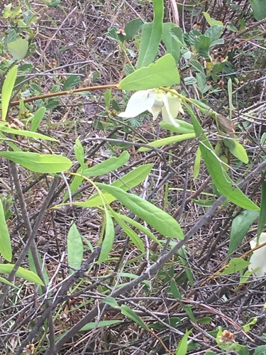 (linked from Asimina longifolia var. spatulata) Asimina image