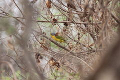 Telophorus sulfureopectus