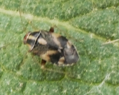Cyphodema instabilis