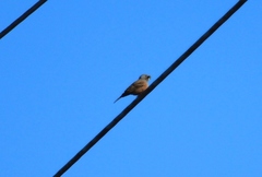 Emberiza caesia