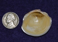 Phacoides pectinatus