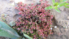 Crassula peduncularis