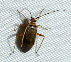 Adelphocoris rapidus