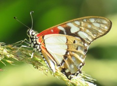 Graphium angolanus angolanus