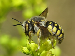 Anthidium loti
