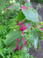 Acalitus longisetosus